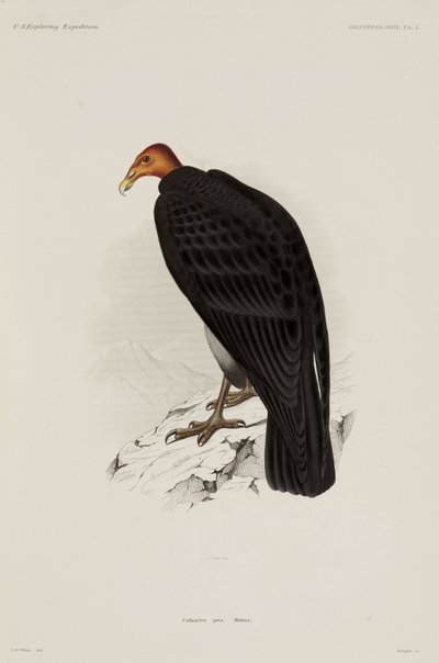 Urubu à tête rouge, Chili - John Pardon