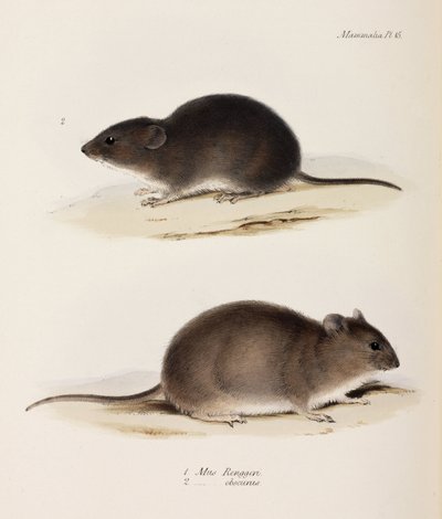 Deux types de souris, vers 1832-1836 - John Pardon