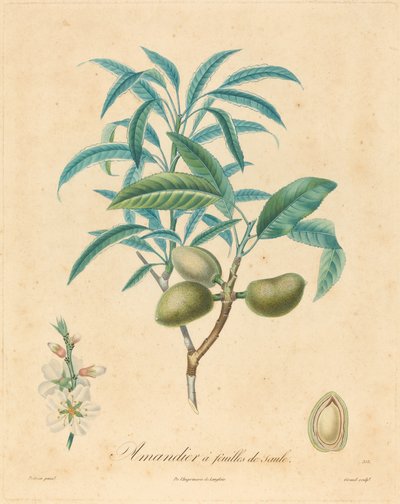 Amandier à feuilles de saule - after A. Poiteau