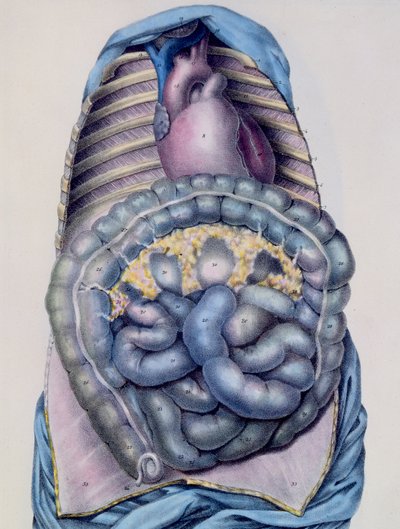 Anatomie du gros intestin, de Manuel d