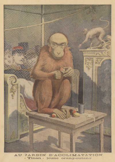 Tinan, un jeune orang-outan exposé au Jardin d