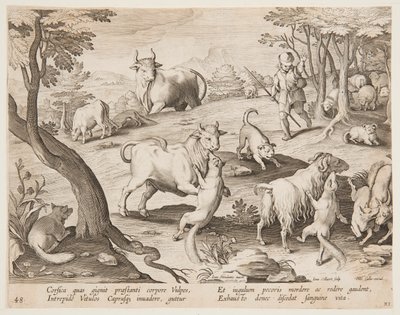 Taureaux et chèvres attaqués par des renards - after Jan van der Straet, called Stradanus