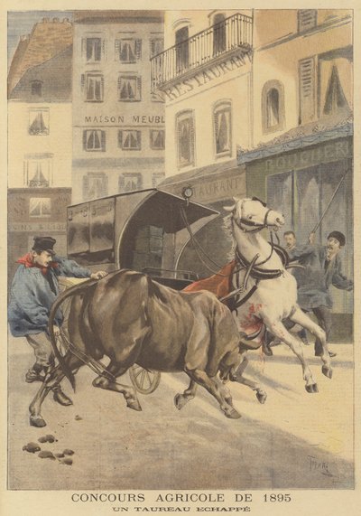 Salon agricole de 1895. Un taureau échappé - after Oswaldo Tofani