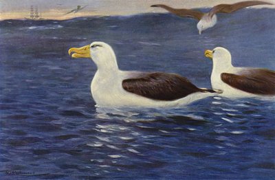 Albatros - after Wilhelm Kuhnert