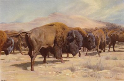 Bison américain - after Wilhelm Kuhnert