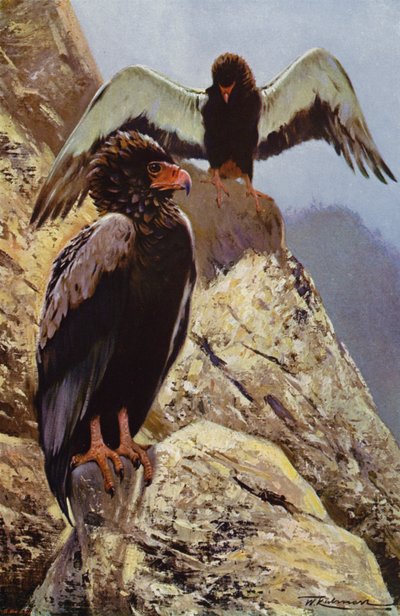 Aigle bateleur - after Wilhelm Kuhnert