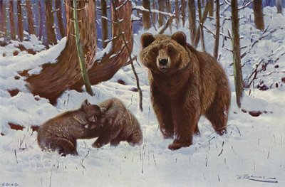 Ours brun - after Wilhelm Kuhnert