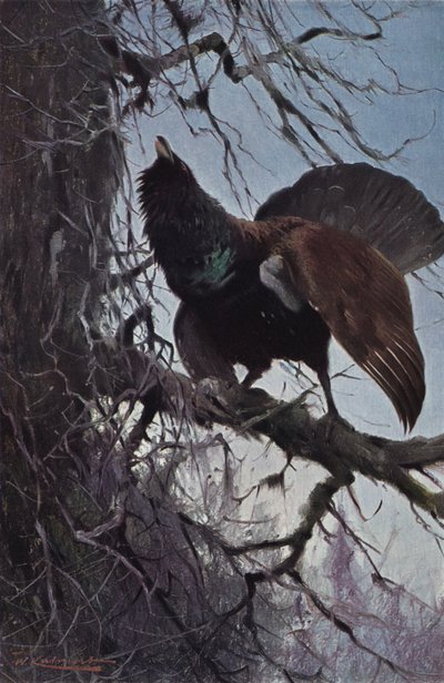 Grand tétras - after Wilhelm Kuhnert