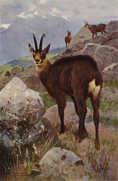 Chamois - after Wilhelm Kuhnert