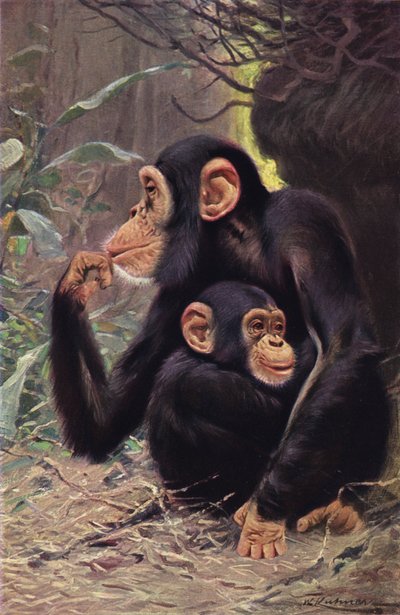 Chimpanzé - after Wilhelm Kuhnert