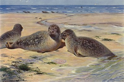 Phoque commun - after Wilhelm Kuhnert