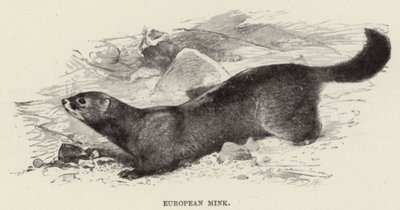 Vison européen - after Wilhelm Kuhnert