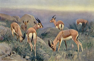 Gazelle - after Wilhelm Kuhnert