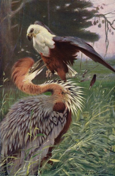 Héron géant et aigle de mer - after Wilhelm Kuhnert