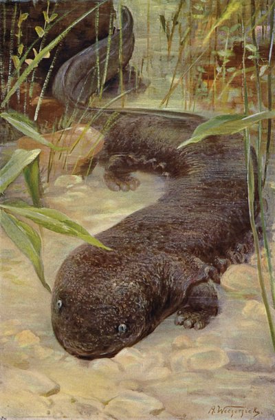 Salamandre géante - after Wilhelm Kuhnert