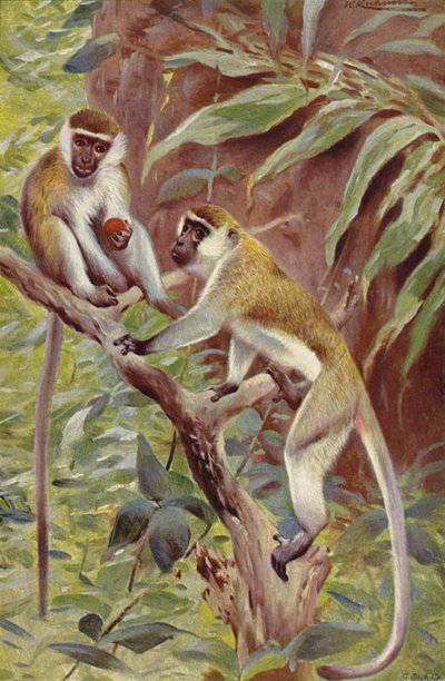 Singe vert - after Wilhelm Kuhnert