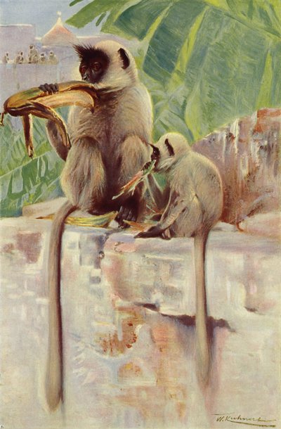 Singe Hanuman - after Wilhelm Kuhnert