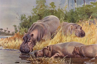 Hippopotame - after Wilhelm Kuhnert
