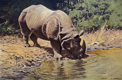 Rhinocéros indien - after Wilhelm Kuhnert