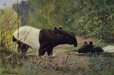 Tapir indien - after Wilhelm Kuhnert