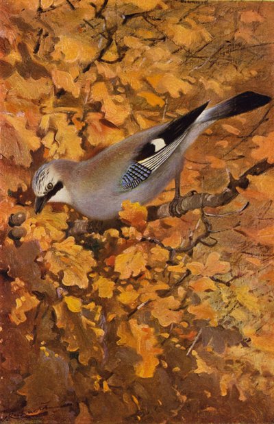Geai - after Wilhelm Kuhnert