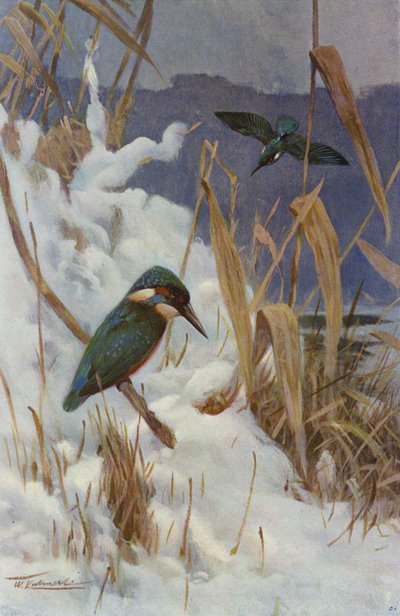 Martin-pêcheur - after Wilhelm Kuhnert