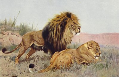 Lion et lionne - after Wilhelm Kuhnert