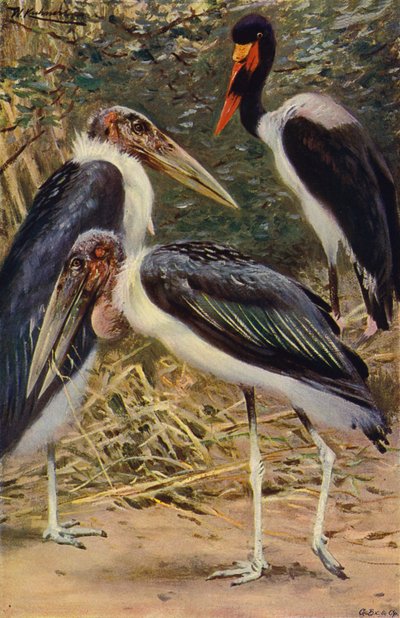 Marabout et jabiru - after Wilhelm Kuhnert