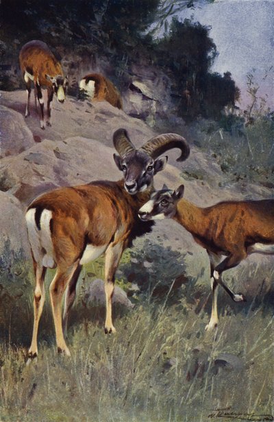 Mouflon - after Wilhelm Kuhnert
