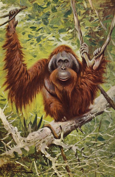 Orang-outan - after Wilhelm Kuhnert
