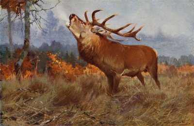 Cerf élaphe - after Wilhelm Kuhnert