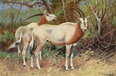 Antilope sable - after Wilhelm Kuhnert