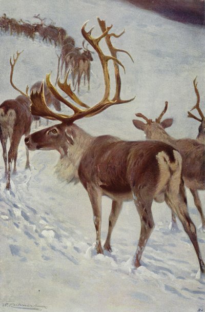 Renne scandinave - after Wilhelm Kuhnert