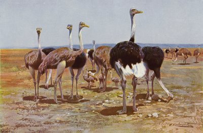 Autruche de Somalie - after Wilhelm Kuhnert