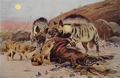 Hyène rayée et chacal - after Wilhelm Kuhnert
