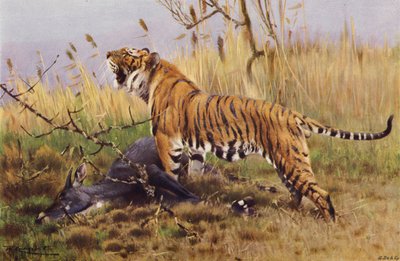 Tigre - after Wilhelm Kuhnert