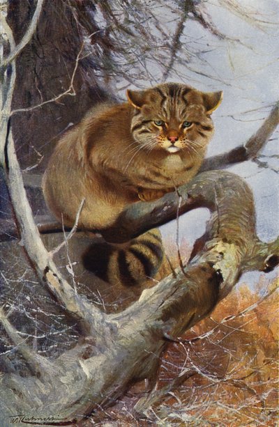 Chat sauvage - after Wilhelm Kuhnert