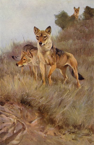 Loup - after Wilhelm Kuhnert
