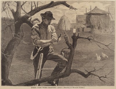 Travail de ferme au printemps - Greffage - after Winslow Homer
