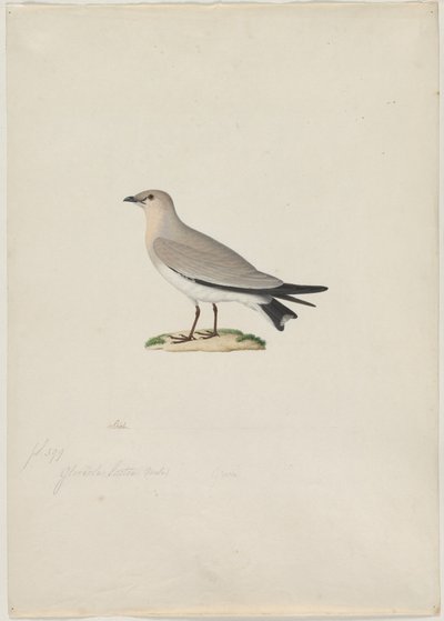 Petite pratincole (Glareola lactea) - attributed to Paul Hüet