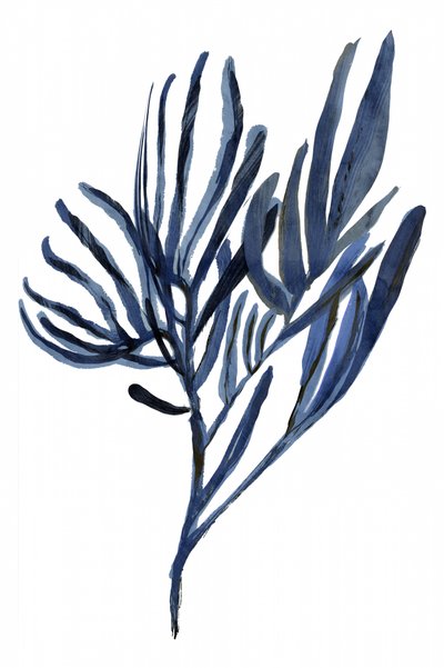 Branches botaniques indigo - cartissi
