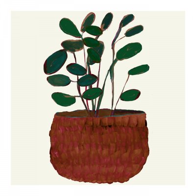 Plante d