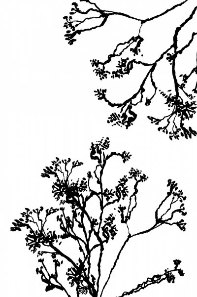  - cartissi