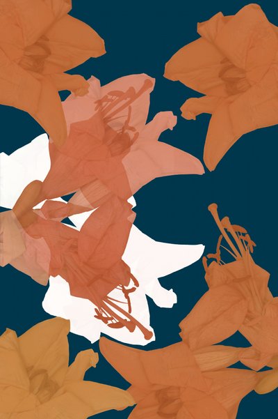 Fleur orange et blanche - cartissi