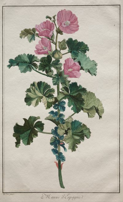Recueil de vingt-quatre plantes et fleurs : Mauve - de Seve
