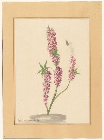 Petit poivrier rouge sur un sol - familie Van der Vinne (attributed to)