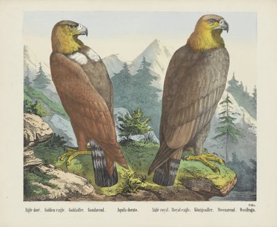 Aigle doré - firma Joseph Scholz