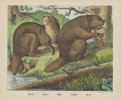 Castor - firma Joseph Scholz