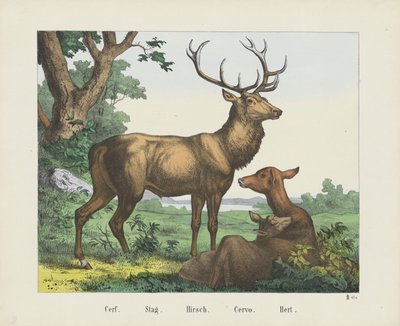 Cerf - firma Joseph Scholz