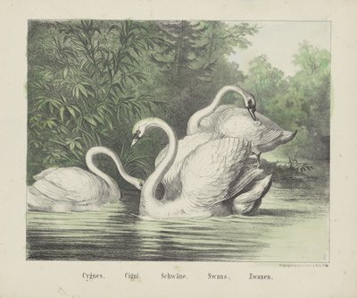 Cygnes - firma Joseph Scholz